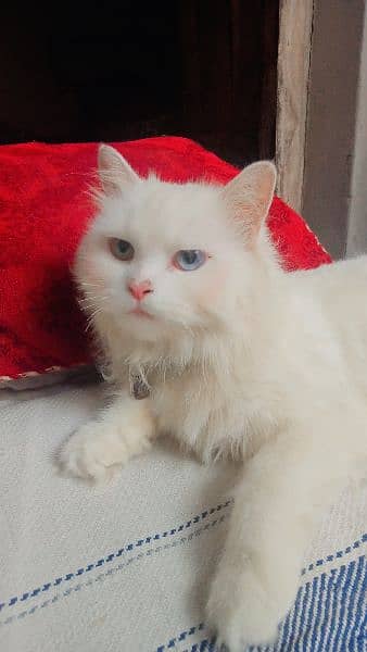 Persian cat female odd Eyes 5