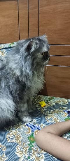 Sami punch face Persian cat 5 coat urgent sale serious buyer