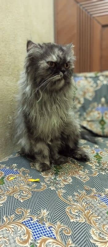 Sami punch face Persian cat 5 coat urgent sale serious buyer 1