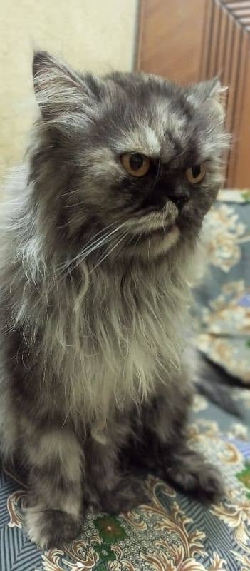 Sami punch face Persian cat 5 coat urgent sale serious buyer 2