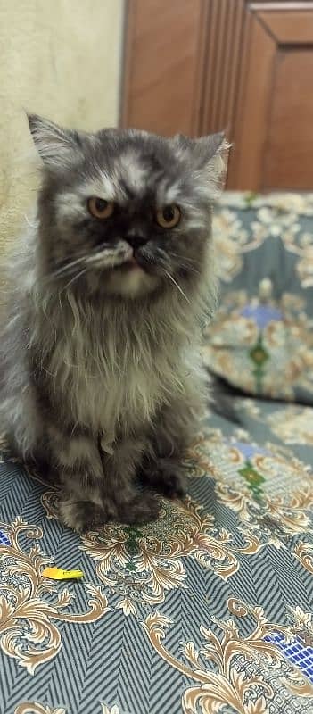 Sami punch face Persian cat 5 coat urgent sale serious buyer 4