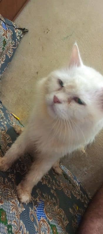 Sami punch face Persian cat 5 coat urgent sale serious buyer 8