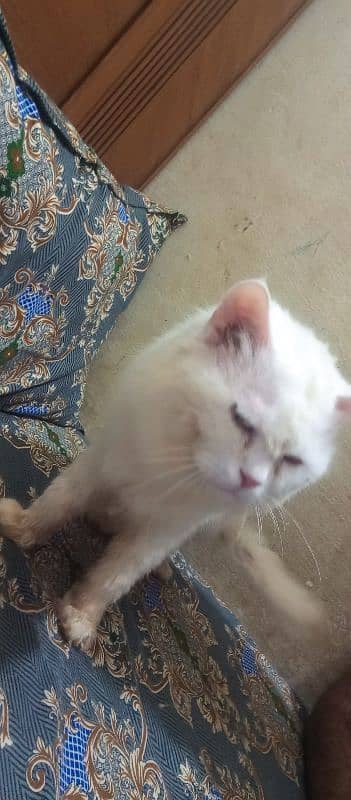 Sami punch face Persian cat 5 coat urgent sale serious buyer 9