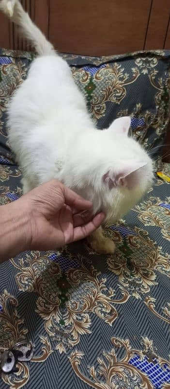 Sami punch face Persian cat 5 coat urgent sale serious buyer 10