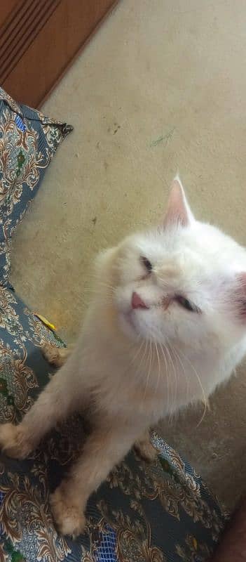 Sami punch face Persian cat 5 coat urgent sale serious buyer 12