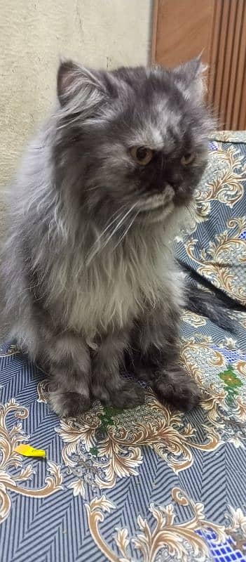 Sami punch face Persian cat 5 coat urgent sale serious buyer 13