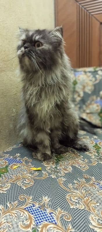 Sami punch face Persian cat 5 coat urgent sale serious buyer 14