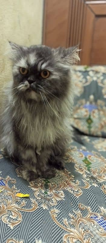 Sami punch face Persian cat 5 coat urgent sale serious buyer 15