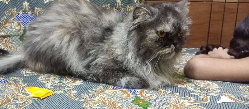 Sami punch face Persian cat 5 coat urgent sale serious buyer 16