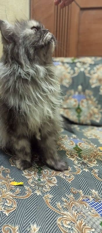 Sami punch face Persian cat 5 coat urgent sale serious buyer 17