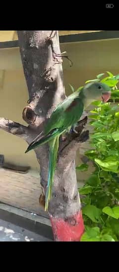 parrot