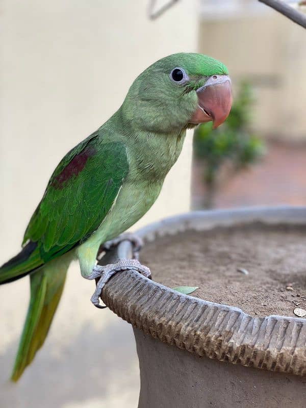 parrot up for sale 1