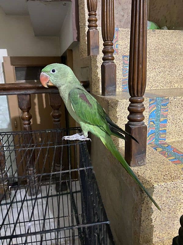 parrot up for sale 2