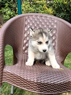 Siberian husky puppie