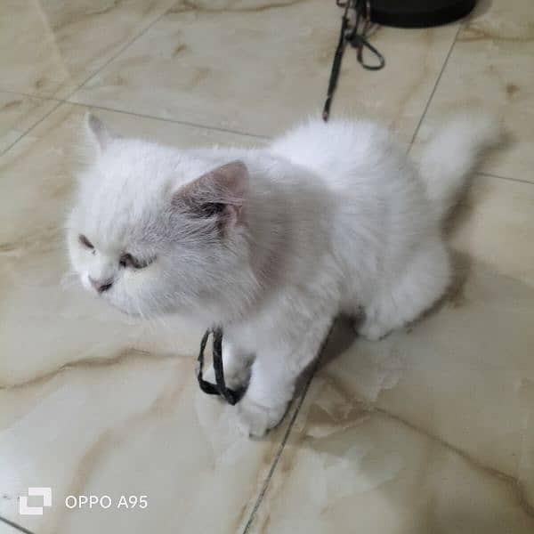 Persian cat 0