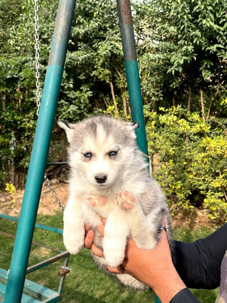 Siberian husky puppie 4