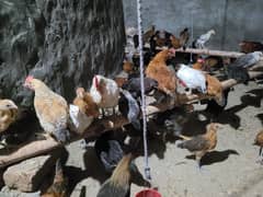 Hens for sale sizes small medium large Chooza Murghi 0