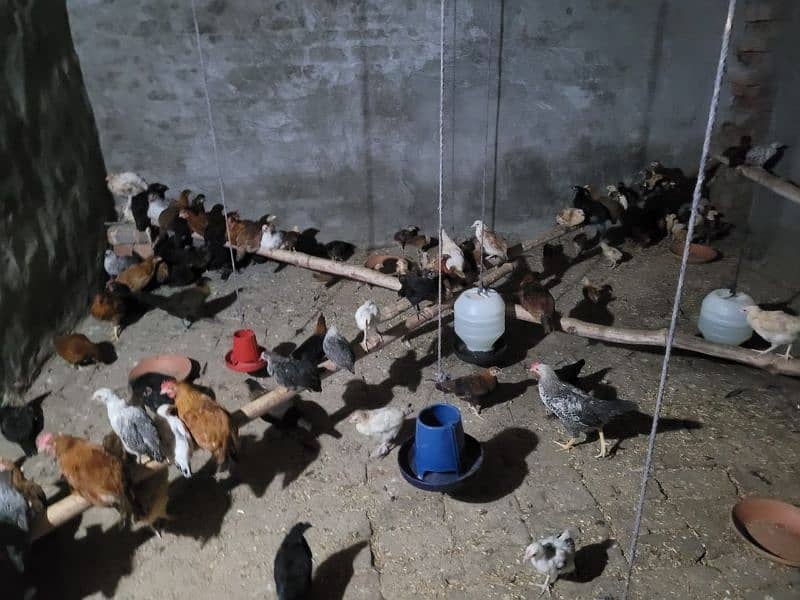 Hens for sale sizes small medium large Chooza Murghi 2