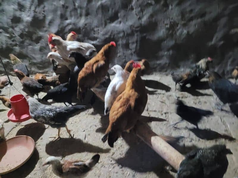 Hens for sale sizes small medium large Chooza Murghi 3