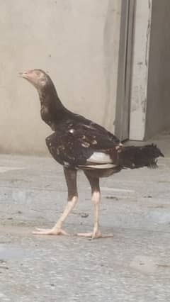 top Quality aseel chick age 3 month