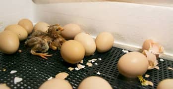 Eggs hatching service