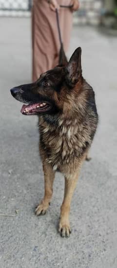 german shepherd