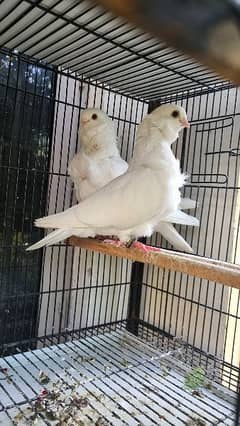 German owl pure white show quality breeder pair