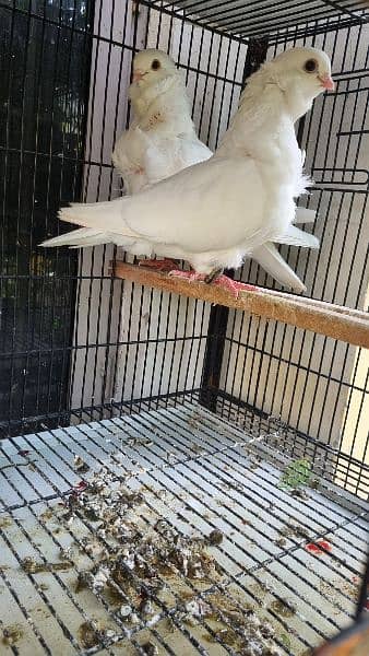 German owl pure white show quality breeder pair 1