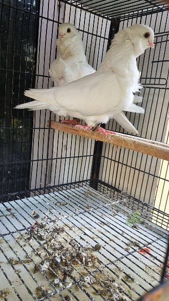 German owl pure white show quality breeder pair 2