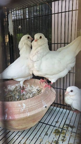 German owl pure white show quality breeder pair 3