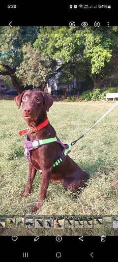 chocolate labrador female vaccinated 9 months old