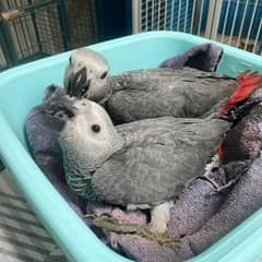 African grey parrot cheeks for sale 0349=68=26=931