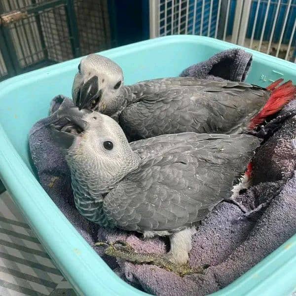 African grey parrot cheeks for sale 0349=68=26=931 0