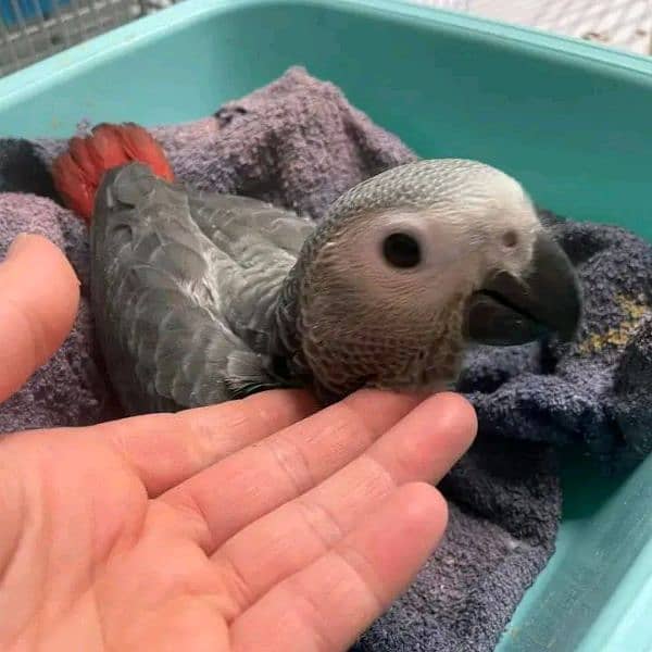 African grey parrot cheeks for sale 0349=68=26=931 1