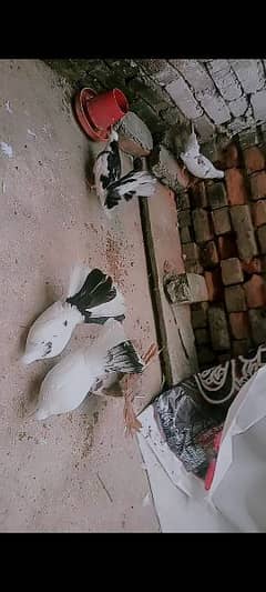 laka pigeon for sale in Rawalpindi