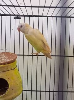 lovebird