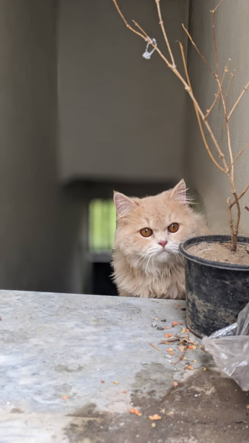 Persian cat 1