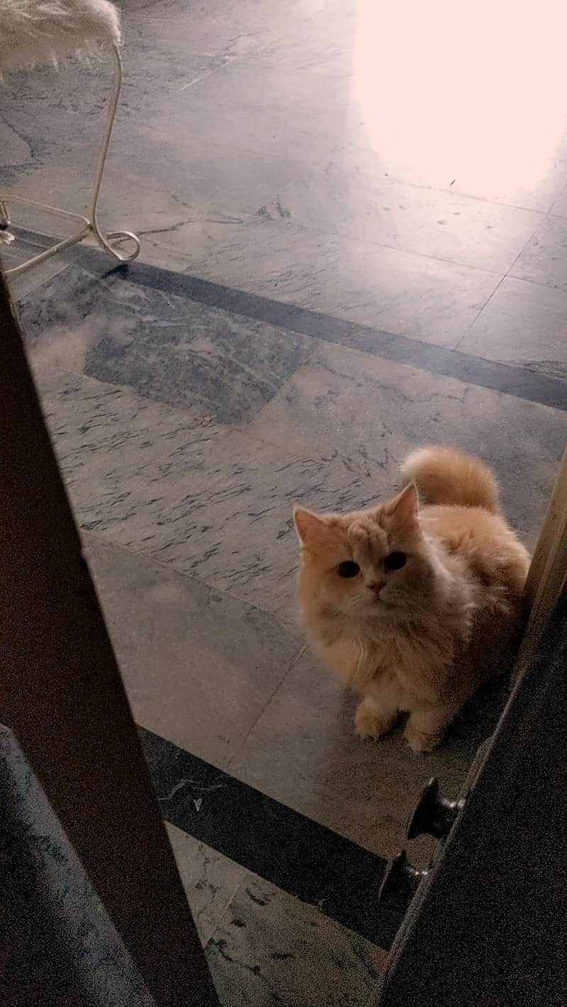 Persian cat 2