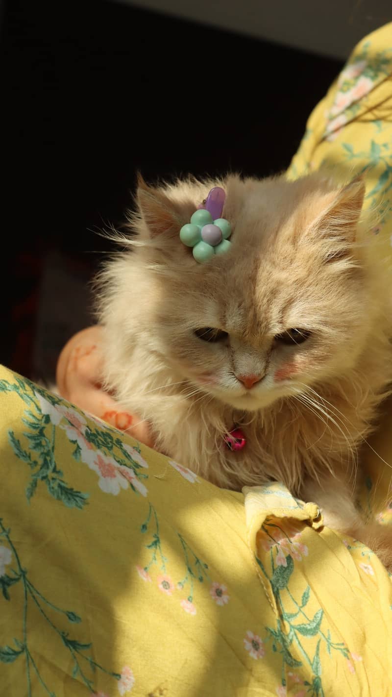 Persian cat 4