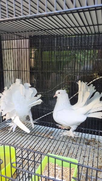 Beautiful Fantail Mature Breeder Pairs with proof 5