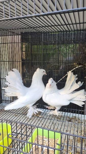 Beautiful Fantail Mature Breeder Pairs with proof 6