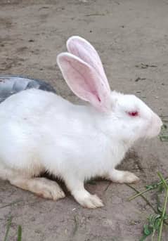 red eyes rabbit/New Zealand white