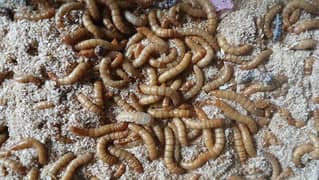 Mealworms