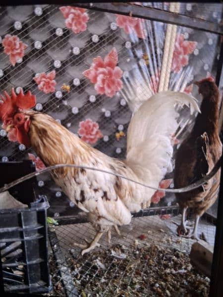 Misri Murgi ando wali ,Golden misri murgi , hen , hen laying eggs 2