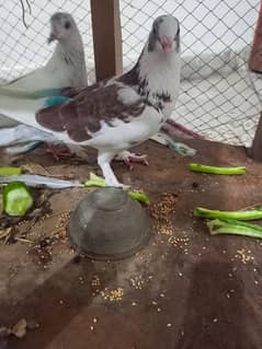 Beautiful pigeons for urgent sale in very low price