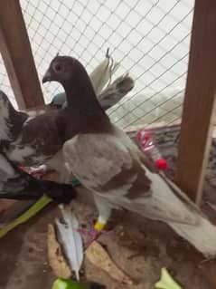 Beautiful Pigeons for sale in low price