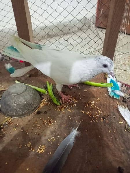 Beautiful Pigeons for sale in low price 1