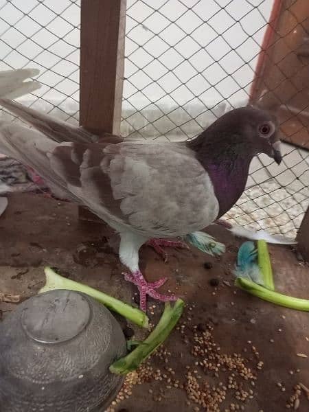 Beautiful Pigeons for sale in low price 2