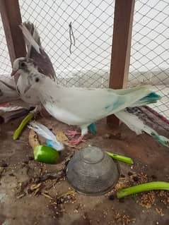 Beautiful Pigeons for sale in low price