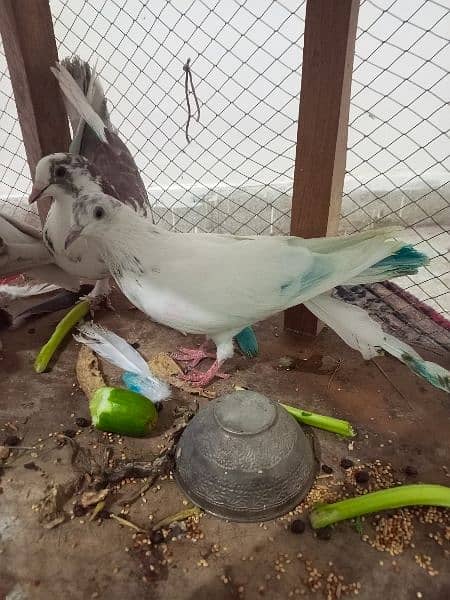 Beautiful Pigeons for sale in low price 4